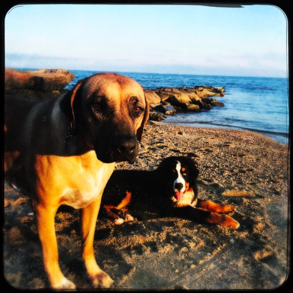 oceandogs